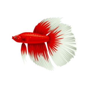 Red Halfmoon Betta